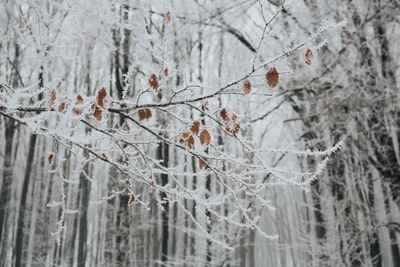 特写照片的树枝与树叶和雪
